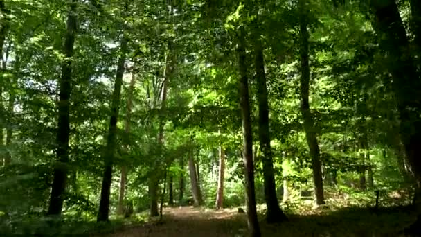 Περπατώντας Αργά Μέσα Στο Δάσος Ένα Ηλιόλουστο Απόγευμα — Αρχείο Βίντεο