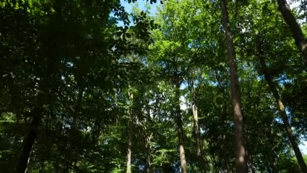 Caminando Lentamente Por Bosque Una Tarde Soleada — Vídeo de stock