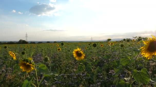 Går Genom Ett Solrosfält Solig Eftermiddag — Stockvideo