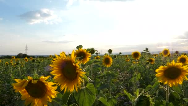 Passeggiando Campo Girasole Pomeriggio Sole — Video Stock