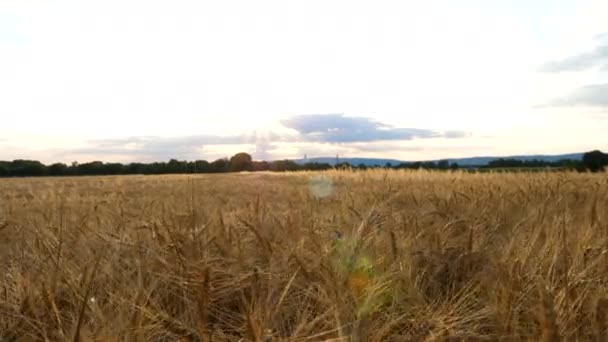 Прогулянка Повільно Через Пшеничне Поле Сільськогосподарський Район — стокове відео