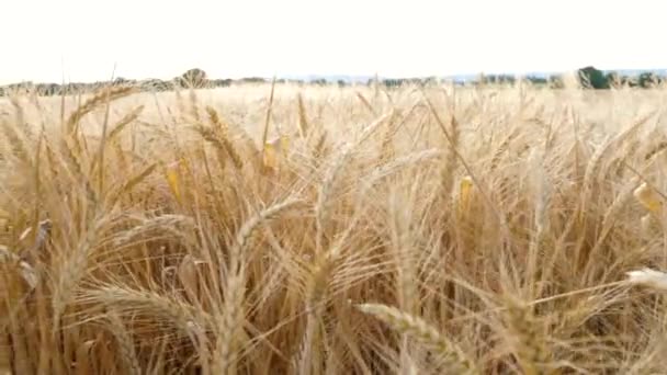 Прогулянка Повільно Через Пшеничне Поле Сільськогосподарський Район — стокове відео