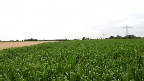 Caminhando Lentamente Através Campo Milho Uma Área Rural — Vídeo de Stock