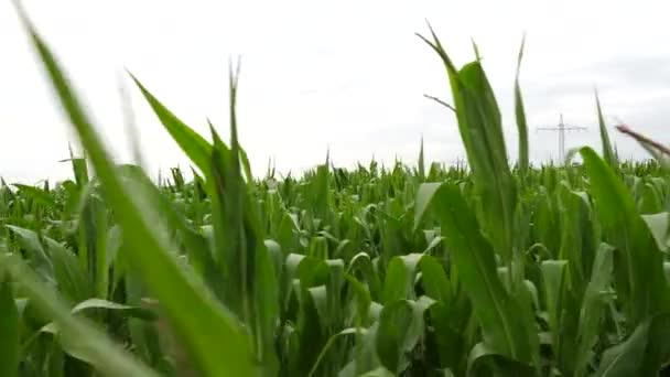 Caminando Lentamente Por Campo Maíz Una Zona Rural — Vídeo de stock