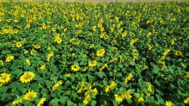 Volando Sobre Campo Girasol — Vídeo de stock