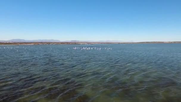 Flamingo Över Saltsjön Flygande Drönare Över Salt Lake Spanien Nära — Stockvideo