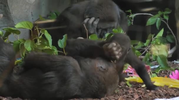 Tiere Zoo Valencia Biopark Von Valencia Spanien Sind Die Bedingungen — Stockvideo