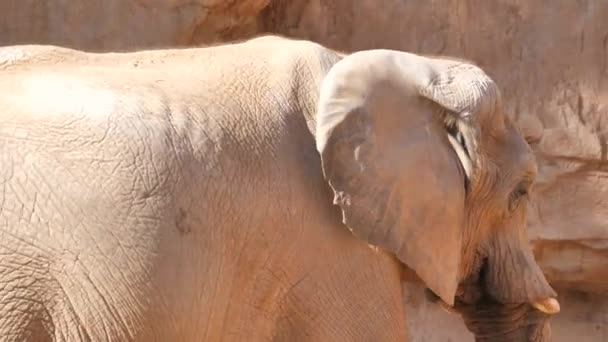 バレンシア動物園で動物 バイオ バレンシア スペイン公園の動物の生命の条件は 野生の条件にできるだけ近いです そのため 自然と調和するです ここのセルはありません ミーアキャット — ストック動画