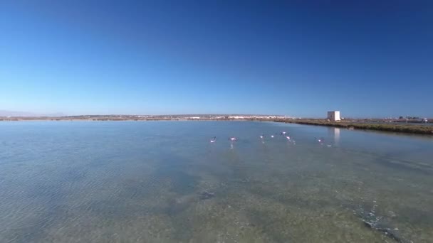 火烈鸟在盐湖上 在西班牙托雷维耶哈市附近的一个盐湖上空飞行的无人机 在野外的火烈鸟 2017年10月 — 图库视频影像
