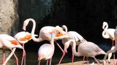 Valencia'da hayvanat bahçesindeki hayvanlar. Biyo park Valencia İspanya'nın içinde hayvan yaşam koşullarını mümkün olduğu kadar yakın koşulları içinde belgili tanımlık vahşi. Bu nedenle, doğa ile uyum içinde olmak güzeldir. Burada hücreler yok. Flamingo.