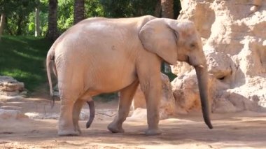 Valencia'da hayvanat bahçesindeki hayvanlar. Biyo park Valencia İspanya'nın içinde hayvan yaşam koşullarını mümkün olduğu kadar yakın koşulları içinde belgili tanımlık vahşi. Bu nedenle, doğa ile uyum içinde olmak güzeldir. Burada hücreler yok. Çöl faresi. Fil.