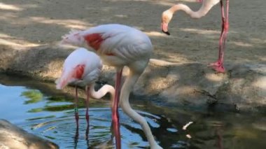 Valencia'da hayvanat bahçesindeki hayvanlar. Biyo park Valencia İspanya'nın içinde hayvan yaşam koşullarını mümkün olduğu kadar yakın koşulları içinde belgili tanımlık vahşi. Bu nedenle, doğa ile uyum içinde olmak güzeldir. Burada hücreler yok. Flamingo.