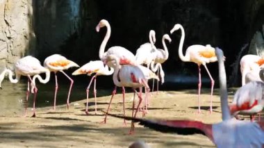 Valencia'da hayvanat bahçesindeki hayvanlar. Biyo park Valencia İspanya'nın içinde hayvan yaşam koşullarını mümkün olduğu kadar yakın koşulları içinde belgili tanımlık vahşi. Bu nedenle, doğa ile uyum içinde olmak güzeldir. Burada hücreler yok. Flamingo.