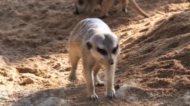 Valencia'da hayvanat bahçesindeki hayvanlar. Biyo park Valencia İspanya'nın içinde hayvan yaşam koşullarını mümkün olduğu kadar yakın koşulları içinde belgili tanımlık vahşi. Bu nedenle, doğa ile uyum içinde olmak güzeldir. Burada hücreler yok. Çöl faresi.