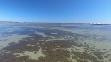 Flamingo Tuz Gölü üzerinde. Şehir Torrevieja yakınındaki bir Tuz Gölü-İspanya üzerinde casus uçak uçan. Flamingo içinde belgili tanımlık vahşi. Ekim 2017