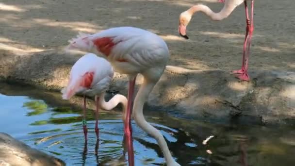 Animaux au zoo de Valence. Dans le parc biologique de Valence en Espagne, les conditions de vie des animaux sont aussi proches que possible des conditions dans la nature. Par conséquent, il est agréable d'être en harmonie avec la nature. Il n'y a pas de cellules ici. Flamant rose .