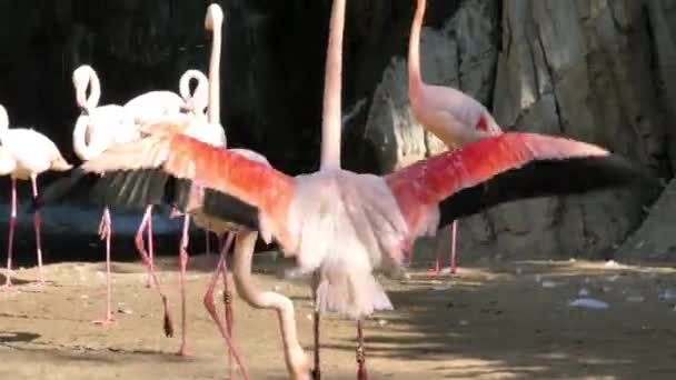 Eläimet Eläintarhassa Valenciassa Espanjan Valencian Biopuistossa Eläinten Elinolot Ovat Mahdollisimman — kuvapankkivideo
