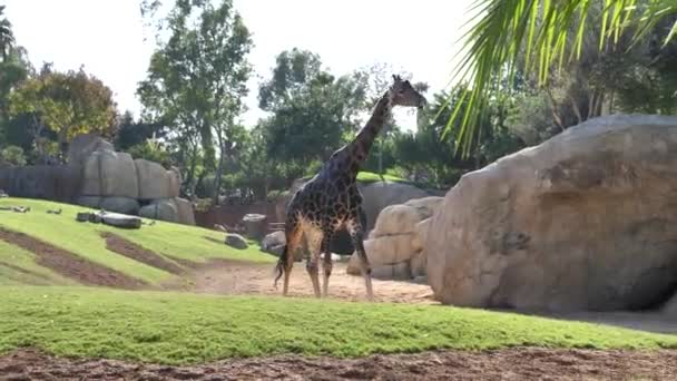 Animales Zoo Valencia Bioparque Valencia España Las Condiciones Para Vida — Vídeo de stock