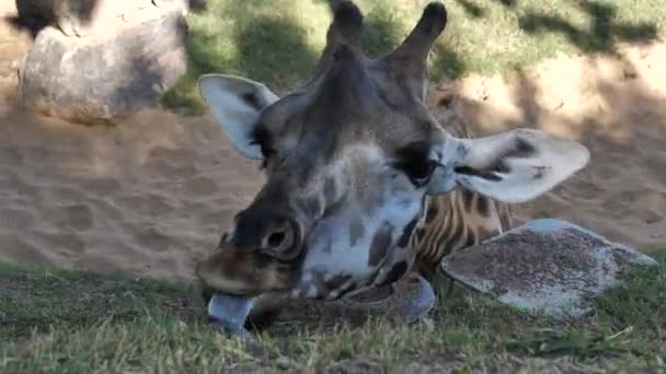 Animaux au zoo de Valence. Dans le parc biologique de Valence en Espagne, les conditions de vie des animaux sont aussi proches que possible des conditions dans la nature. Par conséquent, il est agréable d'être en harmonie avec la nature. Il n'y a pas de cellules ici. Girafe .