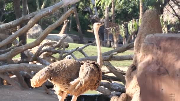 Zwierzęta Zoo Walencji Bio Park Valencia Hiszpania Warunki Życia Zwierząt — Wideo stockowe