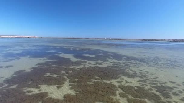 Flamant rose sur un lac salé. Drone volant sur un lac salé en Espagne près de la ville de Torrevieja. Flamant rose dans la nature. octobre 2017 