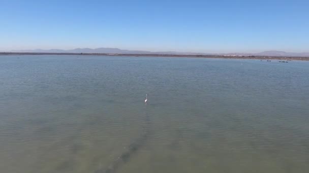 Flamingo Zoutmeer Vliegende Drone Een Zoutmeer Spanje Buurt Van Stad — Stockvideo