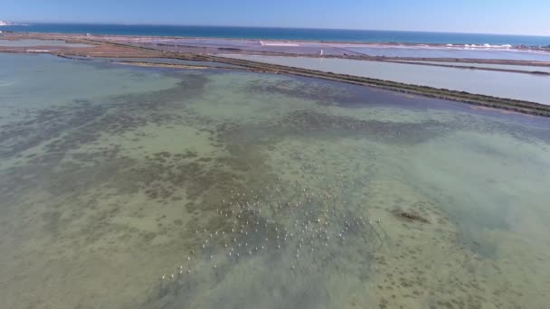 Flamingo Über Dem Salzsee Fliegende Drohne Über Einem Salzsee Spanien — Stockvideo