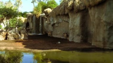 Valencia'da hayvanat bahçesindeki hayvanlar. Biyo park Valencia İspanya'nın içinde hayvan yaşam koşullarını mümkün olduğu kadar yakın koşulları içinde belgili tanımlık vahşi. Bu nedenle, doğa ile uyum içinde olmak güzeldir. Hücreler burada. 