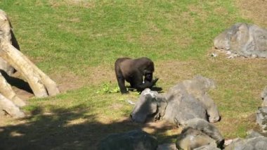 Valencia'da hayvanat bahçesindeki hayvanlar. Biyo park Valencia İspanya'nın içinde hayvan yaşam koşullarını mümkün olduğu kadar yakın koşulları içinde belgili tanımlık vahşi. Bu nedenle, doğa ile uyum içinde olmak güzeldir. Burada hücreler yok. Maymun.