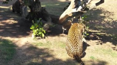 Valencia'da hayvanat bahçesindeki hayvanlar. Biyo park Valencia İspanya'nın içinde hayvan yaşam koşullarını mümkün olduğu kadar yakın koşulları içinde belgili tanımlık vahşi. Bu nedenle, doğa ile uyum içinde olmak güzeldir. Burada hücreler yok. Leopar.