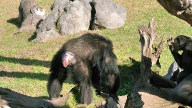 Valencia'da hayvanat bahçesindeki hayvanlar. Biyo park Valencia İspanya'nın içinde hayvan yaşam koşullarını mümkün olduğu kadar yakın koşulları içinde belgili tanımlık vahşi. Bu nedenle, doğa ile uyum içinde olmak güzeldir. Burada hücreler yok. Maymun.