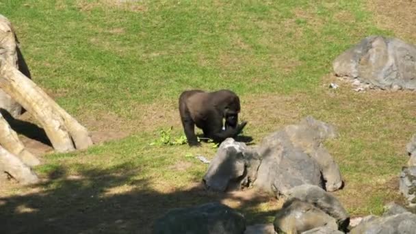 Animais Zoológico Valência Parque Biológico Valência Espanha Condições Para Vida — Vídeo de Stock