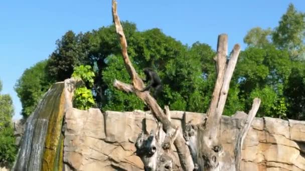 Animales Zoo Valencia Bioparque Valencia España Las Condiciones Para Vida — Vídeos de Stock