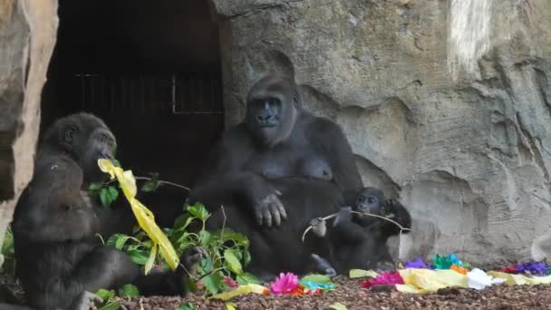 Zvířata Zoo Valencii Parku Bio Valencia Španělsko Podmínky Pro Život — Stock video