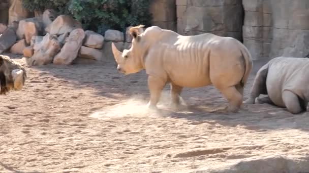 Animaux au zoo de Valence. Dans le parc biologique de Valence en Espagne, les conditions de vie des animaux sont aussi proches que possible des conditions dans la nature. Par conséquent, il est agréable d'être en harmonie avec la nature. Il n'y a pas de cellules ici. Rhinocéros .
