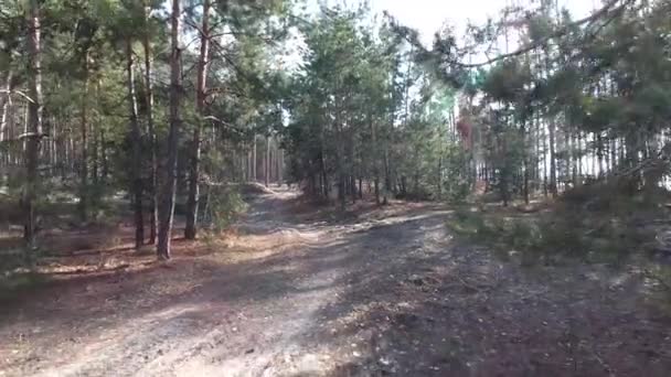 Kiefernwald Frühling Durch Die Äste Gehen Die Sonnenstrahlen Umgestürzte Blätter — Stockvideo