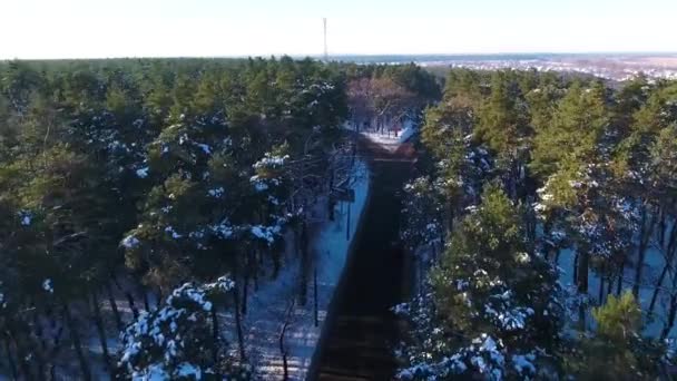 Winter Forest Road Snow Bird Eye View Drone Removes Height — Stock Video