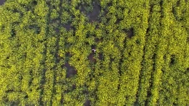 Junges Mädchen Auf Einem Feld Zwischen Rapsblüten Vogelperspektive Schießen Drohne — Stockvideo
