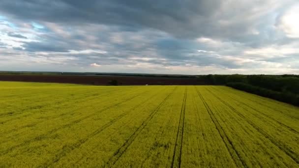 从鸟眼的角度来看是一片开花的油菜田 无人机将字段从高度移除 黄色油菜籽花 树和天空与云朵在领域 — 图库视频影像