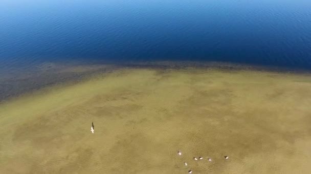 空中无人机画面在 Cherkasy Dnieper 无人机飞越沙洲 在水的两边 — 图库视频影像