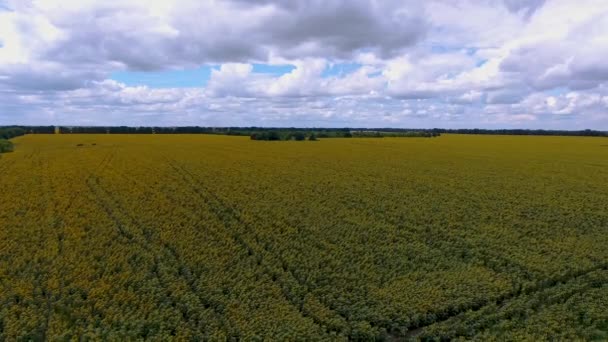 Sonnenblumenfeld Aus Der Vogelperspektive Drohne Fliegt Über Sonnenblumenfeld Der Ukraine — Stockvideo