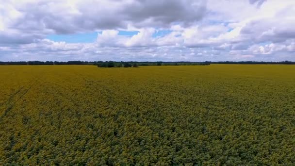 조감도에서 바라볼 해바라기밭 우크라이나에서 해바라기의 필드를 항공기 — 비디오