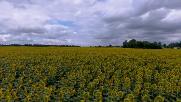 Un champ de tournesols de la vue d'un oiseau. Drone survole le champ de tournesols en Ukraine .