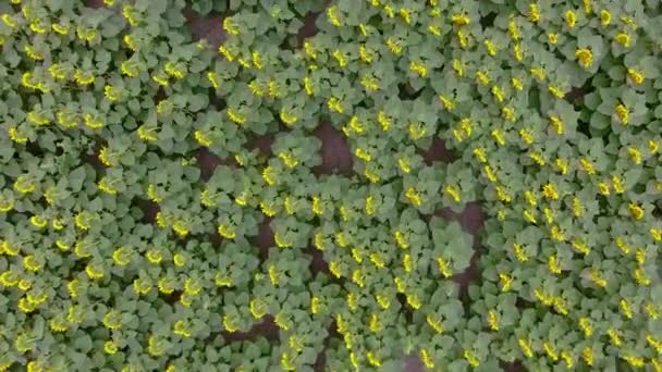 Pole Kwiatów Słoneczników Lotu Ptaka Drone Leci Nad Polem Słoneczników — Wideo stockowe