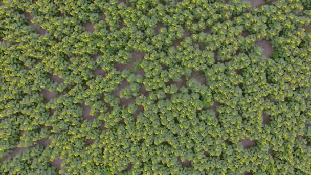 Pole Slunečních Květů Pohledu Ptačí Perspektivy Drone Létá Poli Slunečnic — Stock video