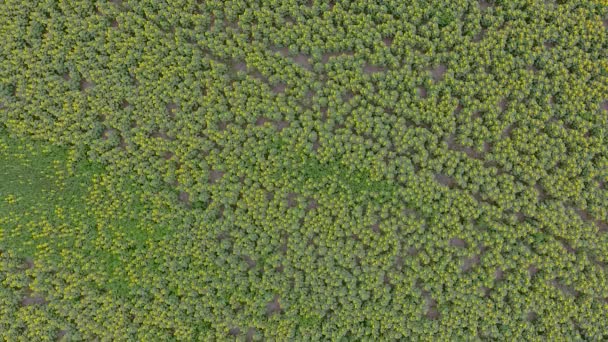 Campo Girassóis Vista Pássaro Drone Voa Sobre Campo Girassóis Ucrânia — Vídeo de Stock