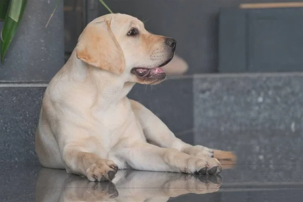 Labrador köpek yavrusu fawn renk kapalı. Labrador köpek şömine arka planda gri bir granit kiremit üzerinde yatıyor.