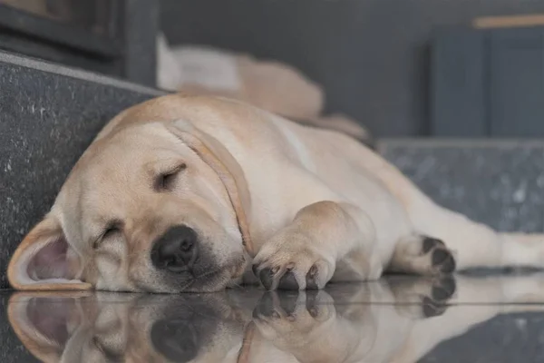 Labrador puppy fawn color indoors. Labrador puppy lies on a gray granite tile on the background of the fireplace.