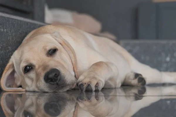 Labrador köpek yavrusu fawn renk kapalı. Labrador köpek şömine arka planda gri bir granit kiremit üzerinde yatıyor.