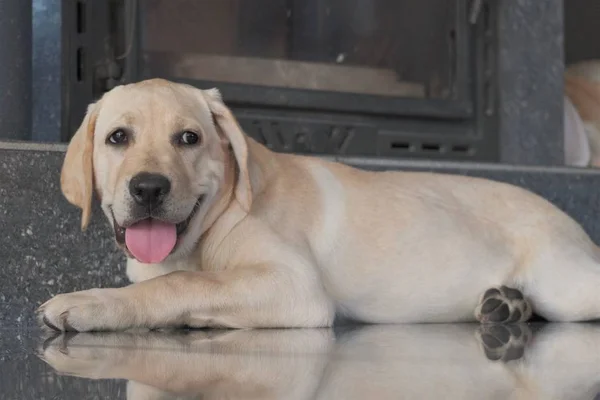 Labrador Cor Fawn Filhote Cachorro Dentro Casa Cãozinho Labrador Encontra — Fotografia de Stock